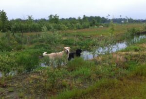 ook onze honden waren gek op al dat water