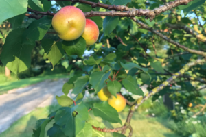 Abrikoos in de voortuin
