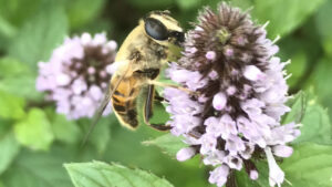 Altijd aandacht voor insecten