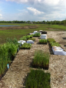 duizenden waterplanten zorgen voor zuiver water