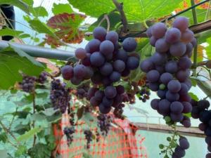 Niet alleen tomaten, maar ook heerlijke druiven zorgen voor de nodige schaduw