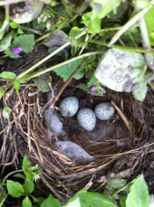 Ook vogels waren blij met onze bedden