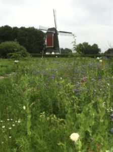 Bloemenpracht voor de molen