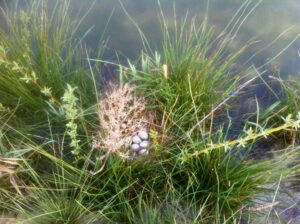 ook watervogels vonden al snel een thuis